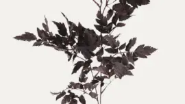 Afloral Plum