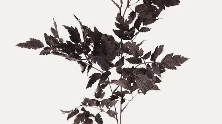 Afloral Plum