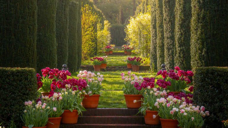 Sunlit garden path lined with tall hedges and terracotta pots of vibrant pink and white tulips.