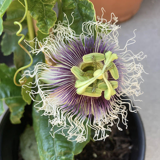 Flora Grubb Gardens Passion flower in a pot